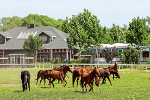 以馬為夢，為中國獨(dú)有的馬術(shù)道路增光添彩