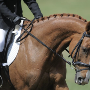 手、韁繩與“接觸”：別像騎自行車一樣騎馬！