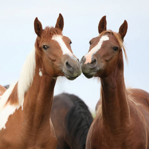 馬友配對(duì)指南：為你的馬找到合適的伙伴