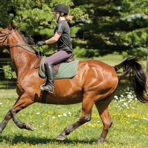 當(dāng)你的馬“沒(méi)剎車(chē)”時(shí)，該怎么辦？