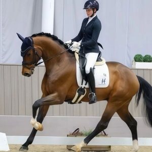 年輕馬訓(xùn)練中最容易被忽視的三個(gè)關(guān)鍵階段